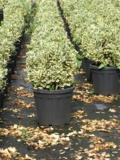 Kardinaalshoed Als Bol (Euonymus Japonicus 'Bravo') -Aanbiedingen Groene Hekken Winkel euonymus japonicus bravo 1 1
