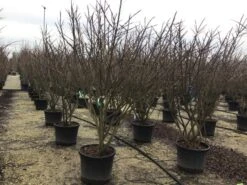 Meerstammige Kardinaalshoed (Euonymus Alatus) -Aanbiedingen Groene Hekken Winkel euonymusalatusmeerstam