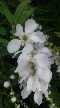 Exochorda (Exochorda Macrantha 'The Bride') -Aanbiedingen Groene Hekken Winkel exochorda