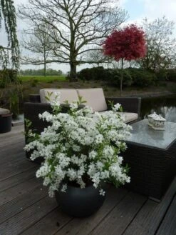 Exochorda (Exochorda Macrantha 'The Bride') -Aanbiedingen Groene Hekken Winkel exochorda 11
