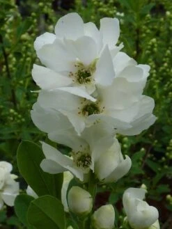 Exochorda (Exochorda Macrantha 'The Bride') -Aanbiedingen Groene Hekken Winkel exochorda 1 2