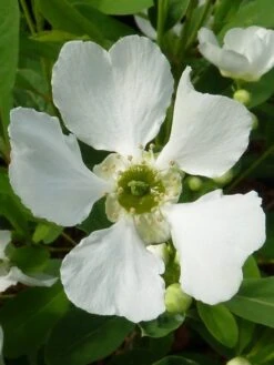 Exochorda (Exochorda Macrantha 'The Bride') -Aanbiedingen Groene Hekken Winkel exochorda 2