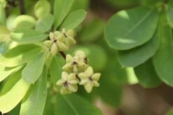 Exochorda (Exochorda Macrantha 'The Bride') -Aanbiedingen Groene Hekken Winkel exochorda macrantha the bride 1