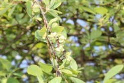 Exochorda (Exochorda Macrantha 'The Bride') -Aanbiedingen Groene Hekken Winkel exochorda macrantha the bride 2