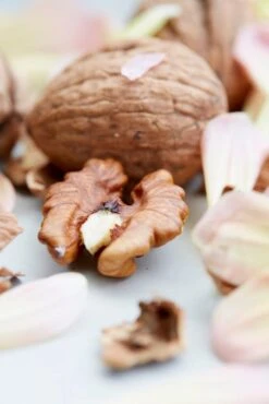 Grote Walnoot (Juglans Regia) -Aanbiedingen Groene Hekken Winkel eyma01756