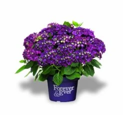 Hortensia Paars (Hydrangea 'Forever&Ever') -Aanbiedingen Groene Hekken Winkel f e packshot purple rgb 2