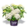 Hortensia Wit (Hydrangea 'Forever&Ever') 1 Hortensia Wit (Hydrangea 'Forever&Ever') -Aanbiedingen Groene Hekken Winkel f e packshot white rgb