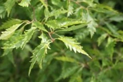 Varenbeuk (Fagus Syvatica 'Asplenifolia' ) -Aanbiedingen Groene Hekken Winkel fagus syl. aspleniifolia 1