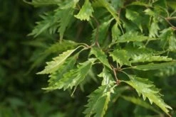 Varenbeuk (Fagus Syvatica 'Asplenifolia' ) -Aanbiedingen Groene Hekken Winkel fagus syl. aspleniifolia 2