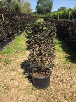 Rode Beukenhaag Als Haagelement (Fagus Sylvatica 'Atropunicea') -Aanbiedingen Groene Hekken Winkel fagus syl. atropunicea 100x45x45cm pot