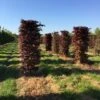 Rode Beukenhaag Als Haagelement (Fagus Sylvatica 'Atropunicea') 2 Rode Beukenhaag Als Haagelement (Fagus Sylvatica 'Atropunicea') -Aanbiedingen Groene Hekken Winkel fagus sylv. atopunicea h225x60x60cm 2 1