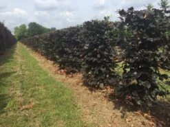 Rode Beukenhaag Als Haagelement (Fagus Sylvatica 'Atropunicea') 23 Rode Beukenhaag Als Haagelement (Fagus Sylvatica 'Atropunicea') -Aanbiedingen Groene Hekken Winkel fagus sylv. atropunicea h125x50x50cm 1