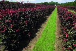 Rode Beukenhaag Als Haagelement (Fagus Sylvatica 'Atropunicea') -Aanbiedingen Groene Hekken Winkel fagus sylv.atropunicea