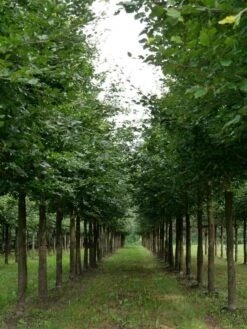 Grote Beuk (Fagus Sylvatica) -Aanbiedingen Groene Hekken Winkel fagus sylvatica s 25 30