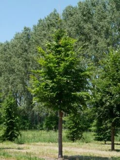 Grote Beuk (Fagus Sylvatica) -Aanbiedingen Groene Hekken Winkel fagus sylvatica s 35 40