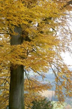 Beukenboom (Fagus Sylvatica) -Aanbiedingen Groene Hekken Winkel fagus sylvatica02