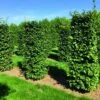 Beukenhaag Als Haagelement (Fagus Sylvatica) -Aanbiedingen Groene Hekken Winkel fagus sylvatica 1