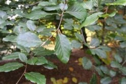 Beukenboom (Fagus Sylvatica) -Aanbiedingen Groene Hekken Winkel fagus sylvatica 1
