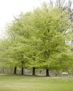 Beukenboom (Fagus Sylvatica)