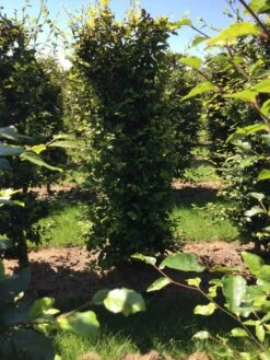 Beukenhaag Als Haagelement (Fagus Sylvatica) -Aanbiedingen Groene Hekken Winkel fagus sylvatica 200 x 50 x 50 cm drkl haagelement