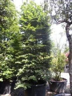 Beukenboom (Fagus Sylvatica) -Aanbiedingen Groene Hekken Winkel fagus sylvatica 300 350 c500 zuil