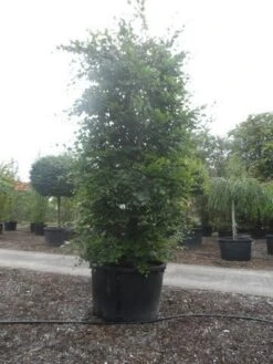 Beukenboom (Fagus Sylvatica) -Aanbiedingen Groene Hekken Winkel fagus sylvatica 300 350 c750 zuil