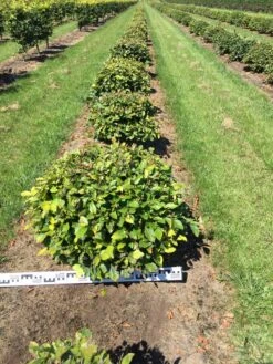 Beuk Als Bolvorm (Fagus Sylvatica)