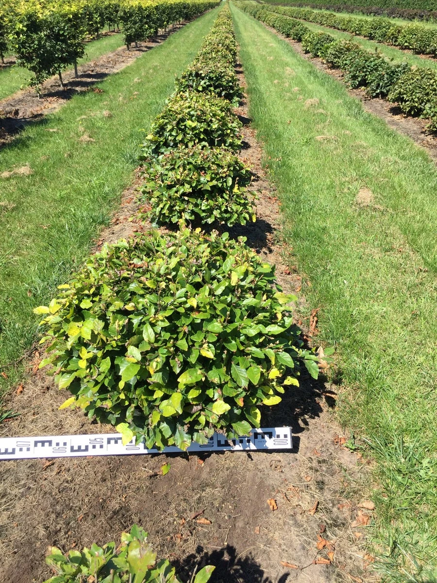 Beuk Als Bolvorm (Fagus Sylvatica) 3 Beuk Als Bolvorm (Fagus Sylvatica)