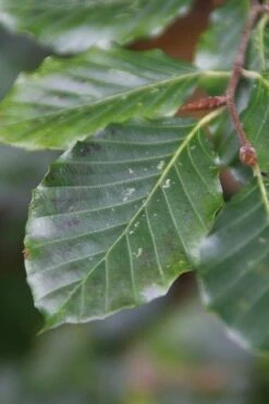 Beukenboom (Fagus Sylvatica) -Aanbiedingen Groene Hekken Winkel fagus sylvatica 5