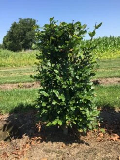 Beukenhaag Als Haagelement (Fagus Sylvatica) -Aanbiedingen Groene Hekken Winkel fagus sylvatica 80 x 50 x 50 cm drkl haagelement 1