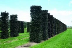Rode Beukenhaag Als Haagelement (Fagus Sylvatica 'Atropunicea') 25 Rode Beukenhaag Als Haagelement (Fagus Sylvatica 'Atropunicea') -Aanbiedingen Groene Hekken Winkel fagus sylvatica atropunicea 1