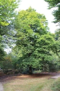 Beukenboom (Fagus Sylvatica) -Aanbiedingen Groene Hekken Winkel fagus sylvatica beukenboom 3