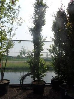 Zuilbeuk (Fagus Sylvatica 'Dawyck') -Aanbiedingen Groene Hekken Winkel fagus sylvatica dawijck 350 400 450 c130