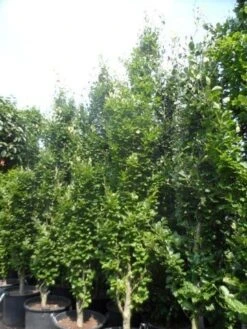 Zuilbeuk (Fagus Sylvatica 'Dawyck') -Aanbiedingen Groene Hekken Winkel fagus sylvatica dawijck 350 400 450 c130 2