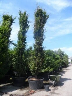 Zuilbeuk (Fagus Sylvatica 'Dawyck') -Aanbiedingen Groene Hekken Winkel fagus sylvatica dawijck 500 600 700 c500