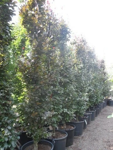 Rode Zuilbeuk (Fagus Sylvatica 'Dawyck Purple') 11 Rode Zuilbeuk (Fagus Sylvatica 'Dawyck Purple') - Afbeelding 9