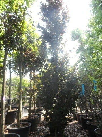 Rode Zuilbeuk (Fagus Sylvatica 'Dawyck Purple') 12 Rode Zuilbeuk (Fagus Sylvatica 'Dawyck Purple') - Afbeelding 10