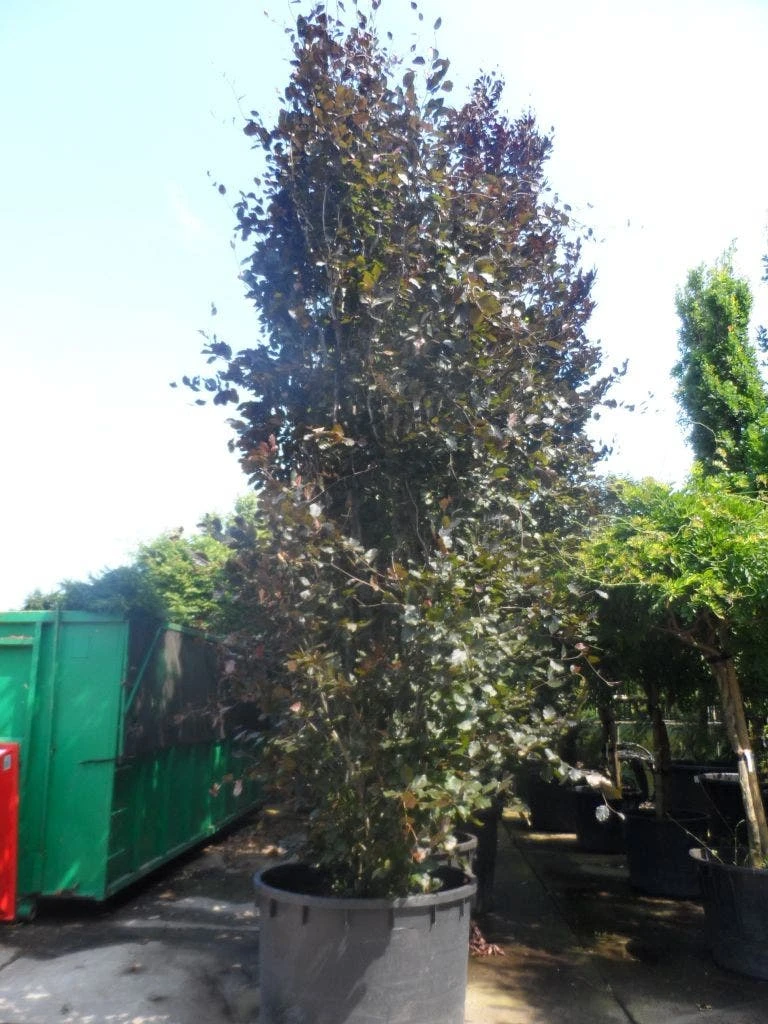 Rode Zuilbeuk (Fagus Sylvatica 'Dawyck Purple') 10 Rode Zuilbeuk (Fagus Sylvatica 'Dawyck Purple') - Afbeelding 8