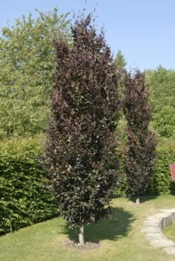 Rode Zuilbeuk (Fagus Sylvatica 'Dawyck Purple') 13 Rode Zuilbeuk (Fagus Sylvatica 'Dawyck Purple') -Aanbiedingen Groene Hekken Winkel fagus sylvatica dawyck purple01