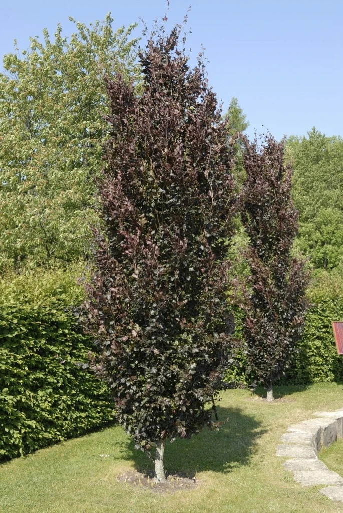 Rode Zuilbeuk (Fagus Sylvatica 'Dawyck Purple') 4 Rode Zuilbeuk (Fagus Sylvatica 'Dawyck Purple') - Afbeelding 2