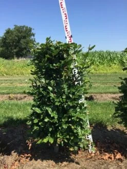 Beukenhaag Als Haagelement (Fagus Sylvatica) -Aanbiedingen Groene Hekken Winkel fagus sylvatica h100x50x50 cm 2