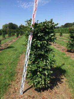 Beukenhaag Als Haagelement (Fagus Sylvatica) -Aanbiedingen Groene Hekken Winkel fagus sylvatica h125x50x50 cm 2 1