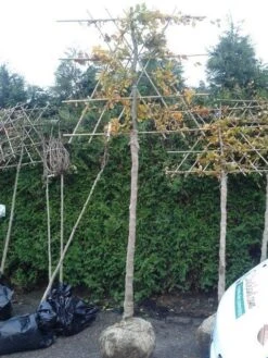 Groene Beuk Als Leiboom (Fagus Sylvatica) -Aanbiedingen Groene Hekken Winkel fagus sylvatica lei 2