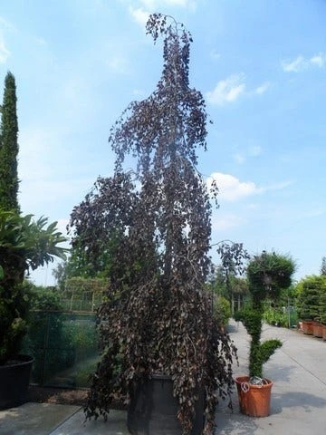 Rode Treurbeuk (Fagus Sylvatica 'Purpurea Pendula') 5 Rode Treurbeuk (Fagus Sylvatica 'Purpurea Pendula') - Afbeelding 3