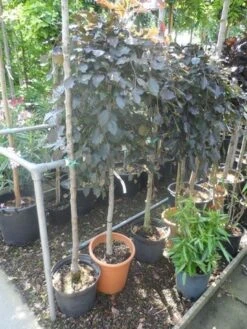 Rode Treurbeuk (Fagus Sylvatica 'Purpurea Pendula') 9 Rode Treurbeuk (Fagus Sylvatica 'Purpurea Pendula') -Aanbiedingen Groene Hekken Winkel fagus sylvatica purpurea pendula halfstam c20