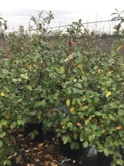 Michelia (Fairy Magnolia 'Blush') -Aanbiedingen Groene Hekken Winkel fairyblush