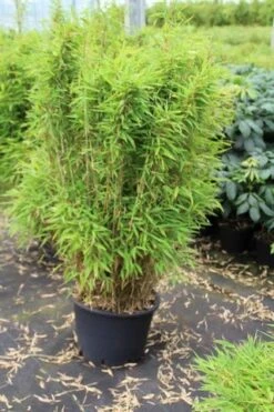 Niet Woekerende Bamboe (Fargesia Robusta) -Aanbiedingen Groene Hekken Winkel fargesia 1