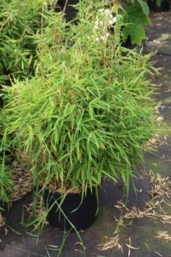 Niet Woekerende Bamboe (Fargesia Robusta) -Aanbiedingen Groene Hekken Winkel fargesia 2