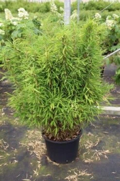 Niet Woekerende Bamboe (Fargesia Robusta) -Aanbiedingen Groene Hekken Winkel fargesia 3