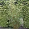 Niet Woekerende Bamboe (Fargesia Robusta) -Aanbiedingen Groene Hekken Winkel fargesia robusta